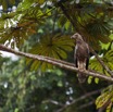 019 MOUYANAMA Oiseau Palmiste Africain Gypohierax angolensis Jeune 12E5K2IMG_74152wtmk.jpg