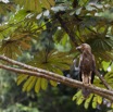 020 MOUYANAMA Oiseau Palmiste Africain Gypohierax angolensis Jeune 12E5K2IMG_74156wtmk.jpg
