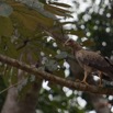 021 MOUYANAMA Oiseau Palmiste Africain Gypohierax angolensis Jeune 12E5K2IMG_74160wtmk.jpg