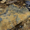 009 Prehistoire 1 Sucaf Stromatolites 13E5K3IMG_91293wtmk.jpg