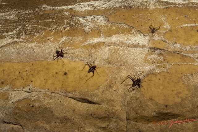 030 MIKAKA la Grotte Insectes Orthopteres Grillons 13E5K3IMG_94771wtmk.jpg