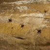 030 MIKAKA la Grotte Insectes Orthopteres Grillons 13E5K3IMG_94771wtmk.jpg