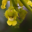 065 MIKAKA Orchidee Fleur 13E5K3IMG_95040wtmk.jpg