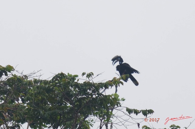 007 LOANGO 3 SAINTE-ANNE Oiseau Aves Bucerotiformes Bucerotidae Calao a Casque Noir Ceratogymna atrata 16E5K3IMG_121650_DxOwtmk.jpg