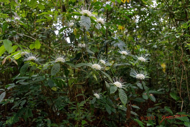 060 LOANGO 3 Inyoungou Sounga Marche en Foret Arbuste Magnoliopsida Gentianales Rubiaceae Pavetta dolichosepala 16E5K3IMG_122250_DxOwtmk.jpg