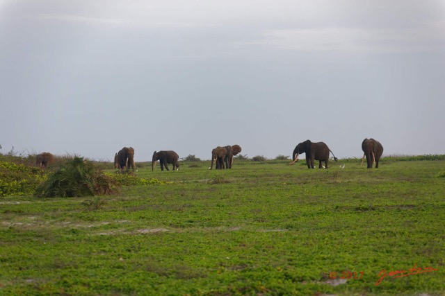 096 LOANGO 3 Inyoungou Sounga la Lagune NDOGO la Plage Horde Elephants 16E5K3IMG_122314_DxOawtmk.jpg