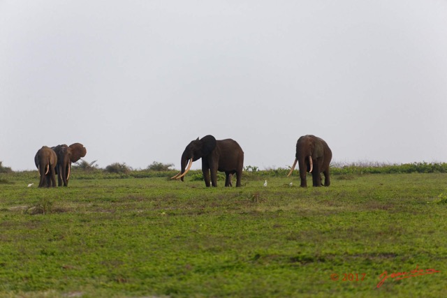 097 LOANGO 3 Inyoungou Sounga la Lagune NDOGO la Plage Horde Elephants 16E5K3IMG_122315_DxOwtmk.jpg