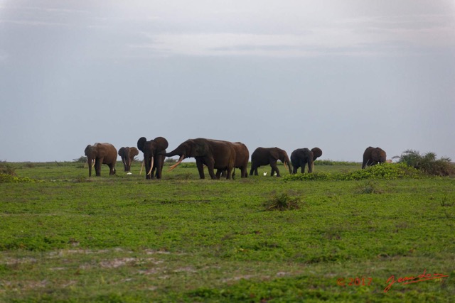 101 LOANGO 3 Inyoungou Sounga la Lagune NDOGO la Plage Horde Elephants 16E5K3IMG_122326_DxOawtmk.jpg
