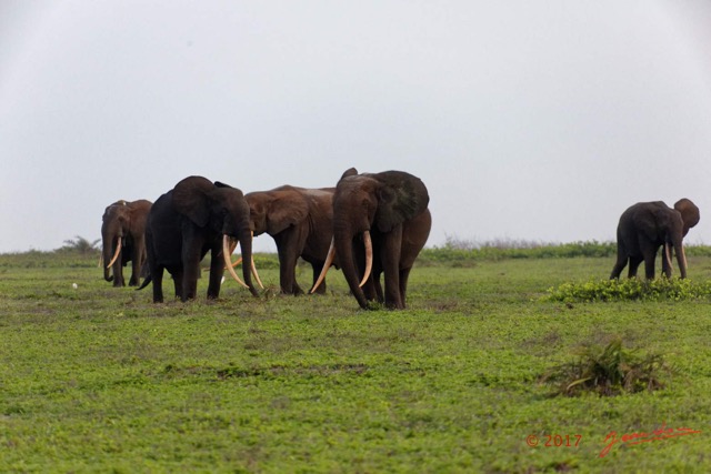 102 LOANGO 3 Inyoungou Sounga la Lagune NDOGO la Plage Horde Elephants 16E5K3IMG_122330_DxOwtmk.jpg