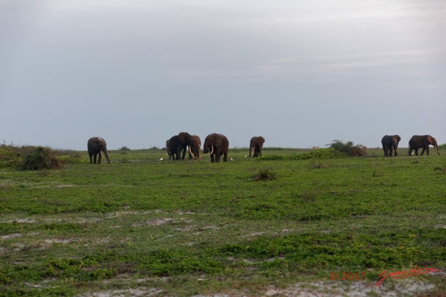 104 LOANGO 3 Inyoungou Sounga la Lagune NDOGO la Plage Horde Elephants 16E5K3IMG_122336_DxOawtmk.jpg