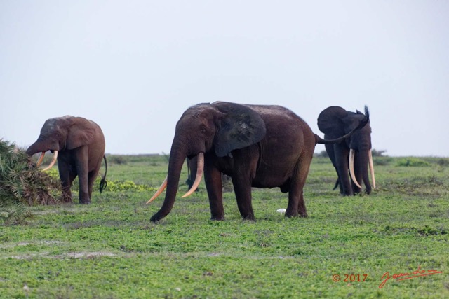 108 LOANGO 3 Inyoungou Sounga la Lagune NDOGO la Plage Horde Elephants 16E5K3IMG_122346_DxOwtmk.jpg
