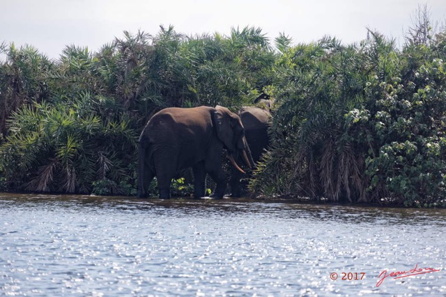 007 LOANGO 3 Campement Loango Sud la Lagune Ndogo Baignade Elephants 16E5K3IMG_122537_DxOwtmk.jpg