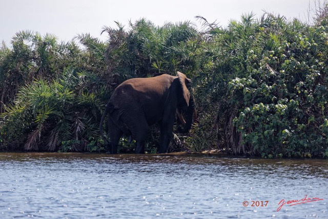 009 LOANGO 3 Campement Loango Sud la Lagune Ndogo Baignade Elephants 16E5K3IMG_122539_DxOwtmk.jpg