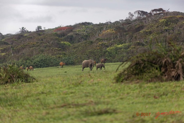 030 LOANGO 3 Campement Loango Sud Marche Elephants et Buffles 16E5K3IMG_122580_DxOawtmk.jpg