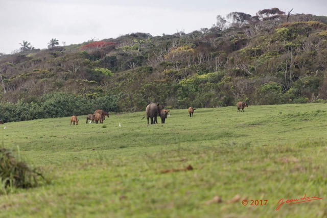 032 LOANGO 3 Campement Loango Sud Marche Elephants et Buffles 16E5K3IMG_122582_DxOawtmk.jpg