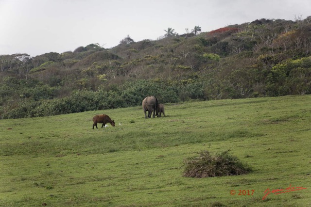 035 LOANGO 3 Campement Loango Sud Marche Elephants et Buffle 16E5K3IMG_122596_DxOwtmk.jpg