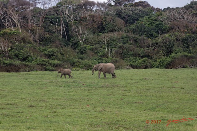 037 LOANGO 3 Campement Loango Sud Marche Elephants 16E5K3IMG_122599_DxOwtmk.jpg