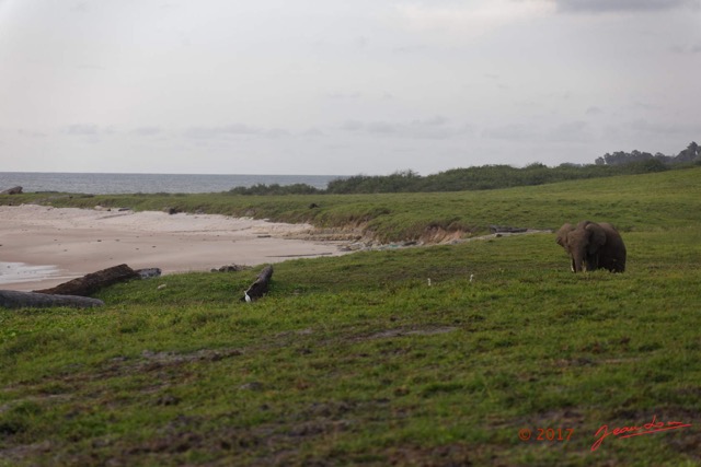 039 LOANGO 3 Campement Loango Sud Marche la Plage et Jeune Elephant Solitaire 16E5K3IMG_122603_DxOwtmk.jpg