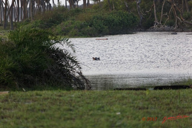 062 LOANGO 3 Campement Loango Sud Petite Lagune Hippopotame 16E5K3IMG_122646_DxOwtmk.jpg