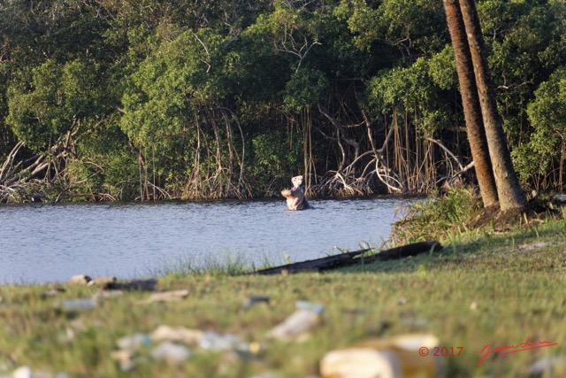 077 LOANGO 3 Campement Loango Sud Petite Lagune Hippopotame Gueule Ouverte 16E5K3IMG_122663_DxOwtmk.jpg