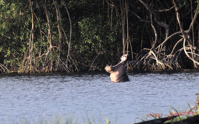 079 LOANGO 3 Campement Loango Sud Petite Lagune Hippopotame Gueule Ouverte 16E5K3IMG_122667_DxOwtmk.jpg