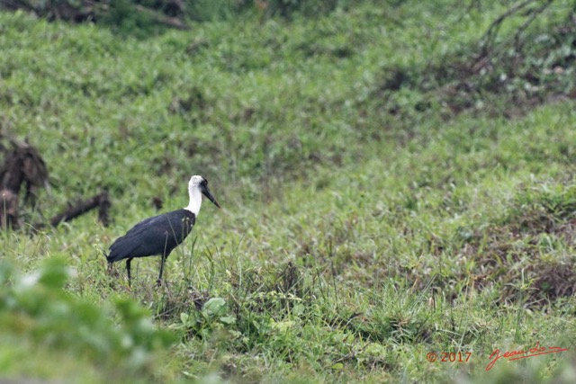 123 LOANGO 3 Campement Loango Sud le Retour Oiseau Aves Ciconiiformes Ciconiidae Cigogne Episcopale Ciconia episcopus 16E5K3IMG_122731_DxOawtmk.jpg