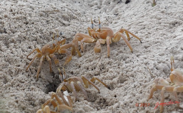 134 LOANGO 3 Campement Loango Sud le Retour Melacostraca Decapoda Ocypodidae Crabe Fantome Ocypodes cursor Devorant Oeufs de Tortue 16E5K3IMG_122756_DxOawtmk.jpg
