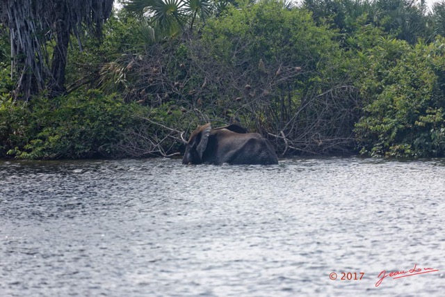 145 LOANGO 3 Campement Loango Sud Marche la Lagune Baignade Elephant A 16E5K3IMG_122773_DxOwtmk.jpg