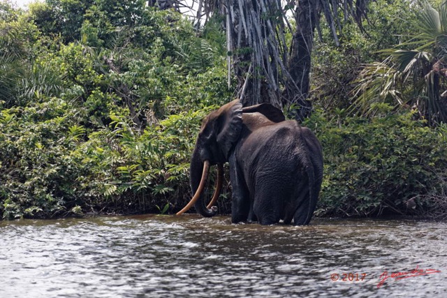 147 LOANGO 3 Campement Loango Sud Marche la Lagune Baignade Elephant A 16E5K3IMG_122778_DxOwtmk.jpg