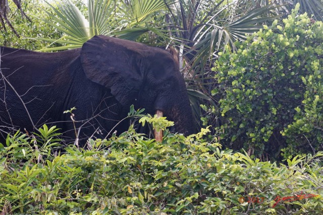 154 LOANGO 3 Campement Loango Sud Marche la Lagune Elephant A sur la Berge 16E5K3IMG_122796_DxOawtmk.jpg