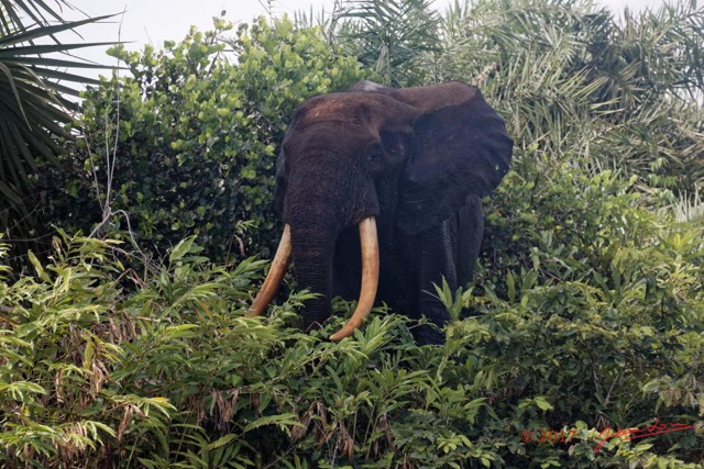 159 LOANGO 3 Campement Loango Sud Marche la Lagune Elephant A sur la Berge 16E5K3IMG_122809_DxOwtmk.jpg