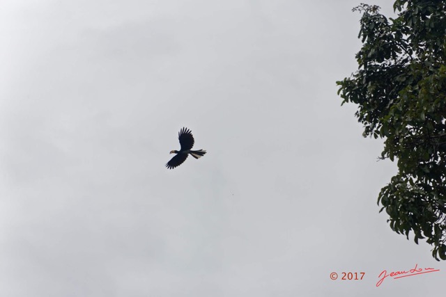 022 LOANGO 3 la Riviere MPIVIE Oiseau Aves Bucerotiformes Bucerotidae Calao Longibande Tockus fasciatus en Vol 16E5K3IMG_121755_DxOwtmk.jpg