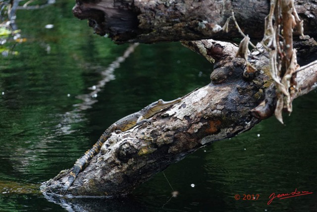 040 LOANGO 3 la Riviere MPIVIE Arbre Mort et Reptilia Crocodilia Crocodylidae Faux-Gavial Afrique Mecistops cataphractus 16E5K3IMG_121799_DxOwtmk.jpg