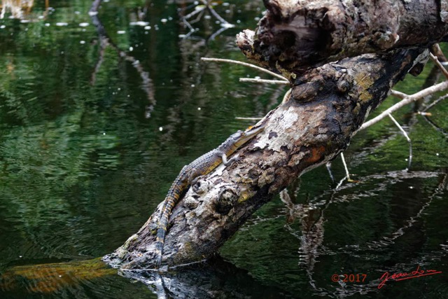045 LOANGO 3 la Riviere MPIVIE Arbre Mort et Reptilia Crocodilia Crocodylidae Faux-Gavial Afrique Mecistops cataphractus 16E5K3IMG_121802_DxOwtmk.jpg