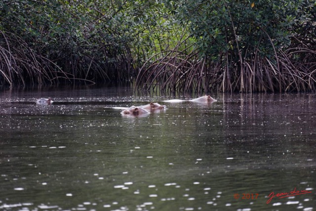 038 LOANGO 3 les Hippopotames la Riviere Monamwele Mammalia Artiodactyla Hippopotamidae Hippopotamus amphibius Groupe 16E5K3IMG_122423_DxOwtmk.jpg
