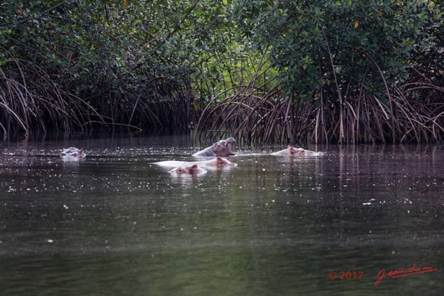 040 LOANGO 3 les Hippopotames la Riviere Monamwele Mammalia Artiodactyla Hippopotamidae Hippopotamus amphibius Groupe 16E5K3IMG_122425_DxOawtmk.jpg