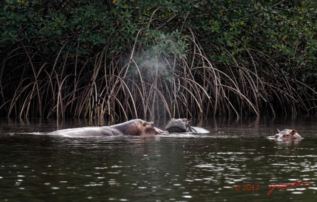 053 LOANGO 3 les Hippopotames la Riviere Monamwele Mammalia Artiodactyla Hippopotamidae Hippopotamus amphibius Groupe 16E5K3IMG_122462_DxOawtmk.jpg