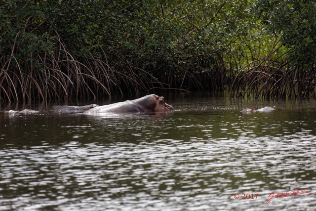 054 LOANGO 3 les Hippopotames la Riviere Monamwele Mammalia Artiodactyla Hippopotamidae Hippopotamus amphibius Groupe 16E5K3IMG_122469_DxOwtmk.jpg
