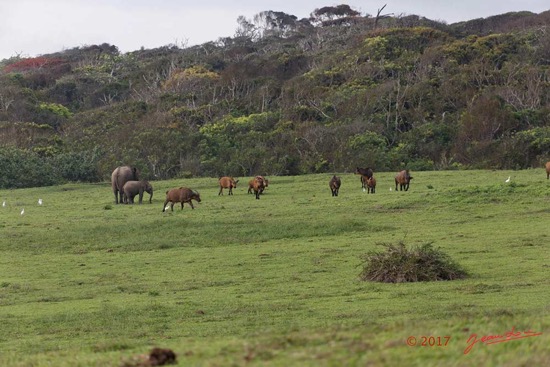 LOANGO-3-Campement-Loango-Sud-Marche-Elephants-et-Buffles-16E5K3IMG_122590_DxOawtmk-WEB