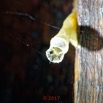 076 ULM Lastoursville 2 Base EGG Insecta Hymenoptera Apidae Abeille Melipone Melipona sp Nid 17E5K3IMG_125894_DxOwtmk.jpg