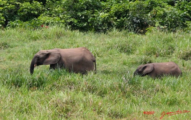 039 LANGOUE Bai Elephants 7IMG_7826wtmk.JPG