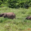 039 LANGOUE Bai Elephants 7IMG_7826wtmk.JPG
