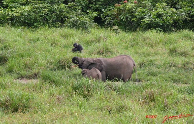 049 LANGOUE Bai Elephants et Gorille 7IMG_7921wtmk.JPG