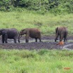 053 LANGOUE Bai Elephants et Sitatunga Femelle 7IMG_8001wtmk.JPG