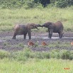 055 LANGOUE Bai Elephants Joute Amicale 7IMG_8012wtmk.JPG