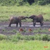 056 LANGOUE Bai Elephants Joute Amicale 7IMG_8012wtmk.JPG