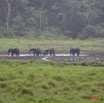 058 LANGOUE Bai Elephants sous la Pluie 7IMG_7971WTMK.JPG