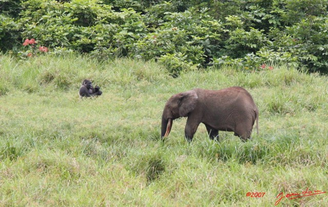 061 LANGOUE Bai Gorille et Elephant 7IMG_7945wtmk.JPG