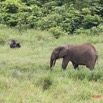 061 LANGOUE Bai Gorille et Elephant 7IMG_7945wtmk.JPG