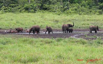 LANGOUE-Bai-Elephants-a-la-Mare-7IMG_7832wtmk-web
